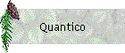 Quantico